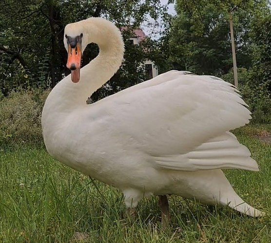 Schwan auf Abwegen in Sondershausen (Foto: S. Dietzel)
