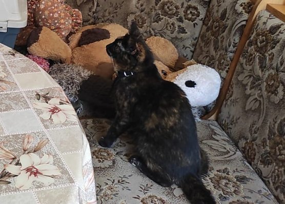 Wer hat Purzel gesehen? (Foto: S. Dietzel)