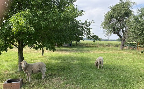 Sommeridyll (Foto: oas)