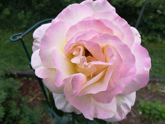 Die K&ouml;nigin der Blumen befindet sich aktuell noch in der ersten Bl&uuml;te (Foto: T. Leipold)