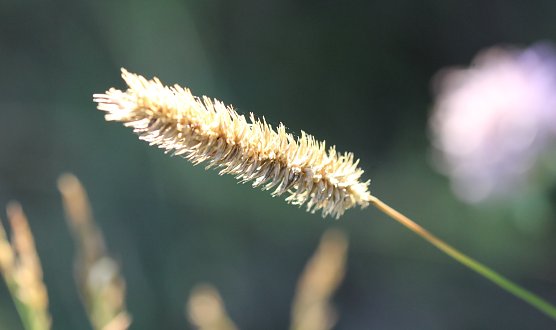 Sommer (Foto: oas) Sommer (Foto: oas)