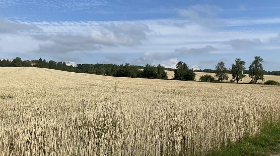 Feld bei Nordhausen (Foto: oas) Feld bei Nordhausen (Foto: oas)