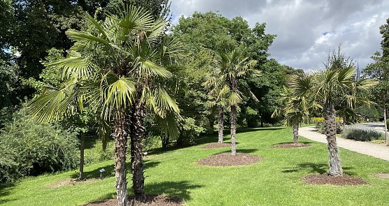 Exotik auf der Kurpromenade in Bad Langensalza (Foto: oas)