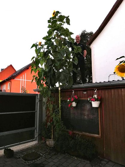 Unser Wetterbild kommt heute aus  Bielen, Familie Willhardt freut sich hier &uuml;ber eine massive, rund 4,3 Meter hohe Sonnenblume (Foto: M. Willhardt)
