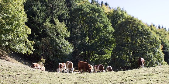 Frühherbststimmung (Foto: oas) Frühherbststimmung (Foto: oas)
