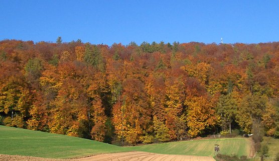 Herbstfärbung (Foto: oas) Herbstfärbung (Foto: oas)