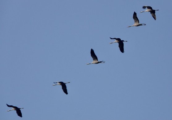 Kraniche am Stausee Kelbra (Foto: Untere Naturschutzbehörde Nordhausen) Kraniche am Stausee Kelbra (Foto: Untere Naturschutzbehörde Nordhausen)