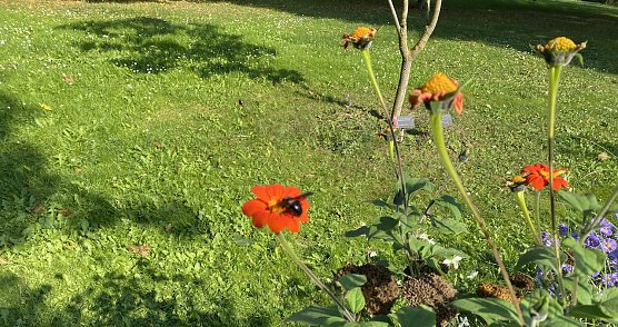 Herbstwiese (Foto: oas)