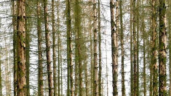 Der Borkenk&auml;fer macht auch 2021 vielen Waldbesitzenden in Th&uuml;ringen schwer zu schaffen � die Folgen des Klimawandels sind in den W&auml;ldern un&uuml;bersehbar (Foto: Andreas Knoll)