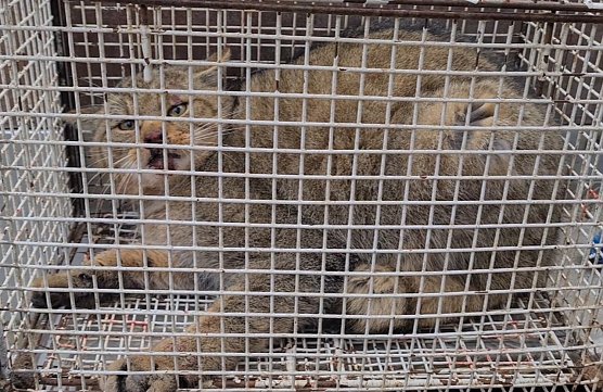 Ver&auml;ngstigte Wildkatze nach Kollision mit einen Auto  auf den Weg in die Tierklinik in M&uuml;hlhausen (Foto: S. Dietzel)