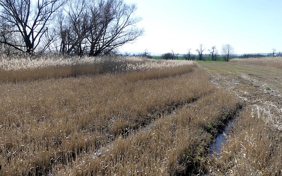 Nicht zu bewirtschaftende, nasse Bereiche vor der Ma&szlig;nahmenumsetzung (Foto:  &copy; LPV S&uuml;dharz/Kyffh&auml;user)