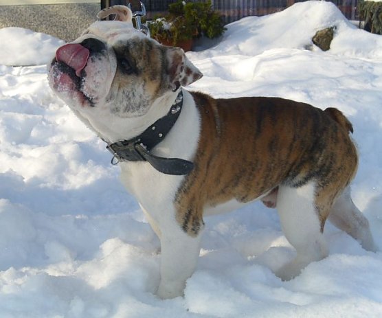 Buddy (Foto: C. Knust)