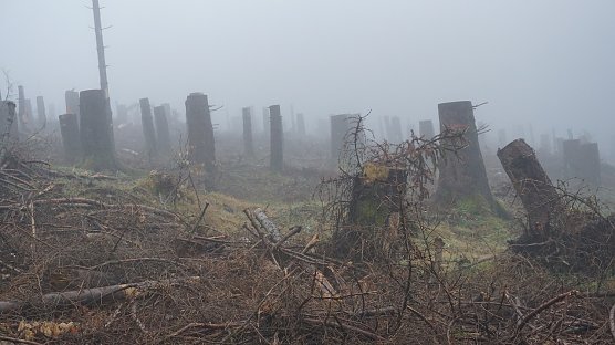 Bequeme Forstwirte, die sich beim sanieren von Borkenk&auml;fer-Schadfl&auml;chen nicht b&uuml;cken wollten? Weit gefehlt � im Schutz jeder einzelnen Hochstubbe gedeiht eine klimastabile junge Wei&szlig;-Tanne oder Buche (Foto: Horst Spro&szlig;mann)