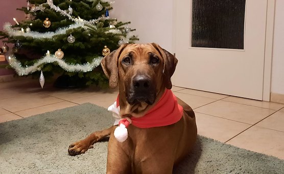 Der Baum ist geschm&uuml;ckt und wird gut bewacht (Foto:  Marina H&ouml;xtermann und Ronald Wicke aus Sondershausen)
