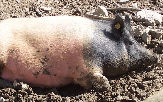 Viel Glück im neuen Jahr wünscht das Redaktions-Team (Foto: oas) Viel Glück im neuen Jahr wünscht das Redaktions-Team (Foto: oas)