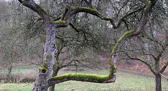 Obstwiese im Winter (Foto: oas)