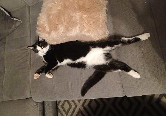 Wo ist Kater Felix? (Foto: S. Dietzel)