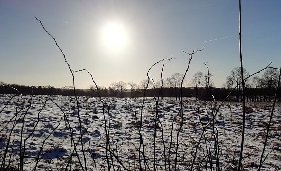 Minus 6 Grad und 1 Zentimeter Neuschnee heute im Harz (Foto: W.J&ouml;rgens)