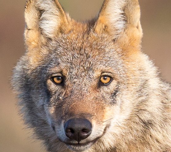 Ein Wolf oder "der böse Räuber aus dem Märchen" (Foto: Jürgen Borris) Ein Wolf oder "der böse Räuber aus dem Märchen" (Foto: Jürgen Borris)