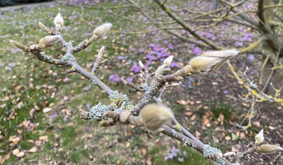 Fr&uuml;hlingsboten im Arboretum Bad Langendalza (Foto: oas)