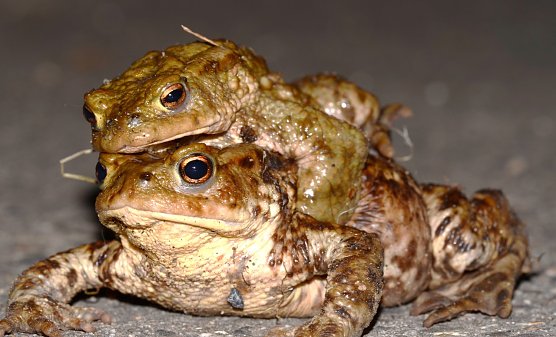 Die Erdkr&ouml;tenwanderung ist in vollem Gange  (Foto: NABU)