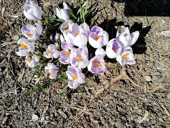 Die ersten Boten des Frühlings (Foto: W. Jörgens) Die ersten Boten des Frühlings (Foto: W. Jörgens)