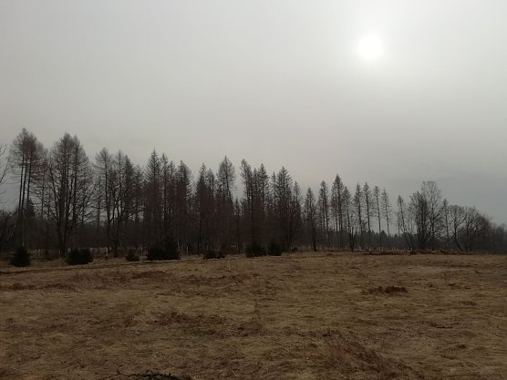 In Sophienhof verschwand die Sonne heute morgen noch hinter einem Wolkenschleier (Foto: W. J&ouml;rgens)