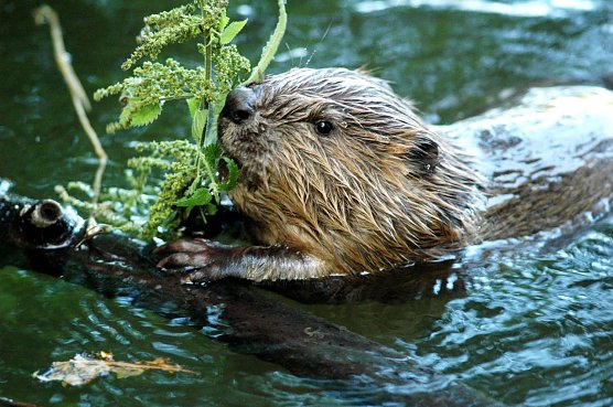 Biber helfen mit unsere Auen kostenlos zu renaturieren. Wir m&uuml;ssen sie nur lassen. (Foto: Siegfried Klaus)