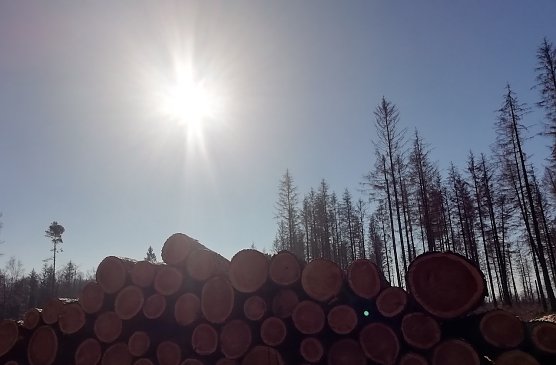 Nach Nachtfr&ouml;sten gibt es jetzt Sonne satt in Sophienhof (Foto: W.J&ouml;rgens)