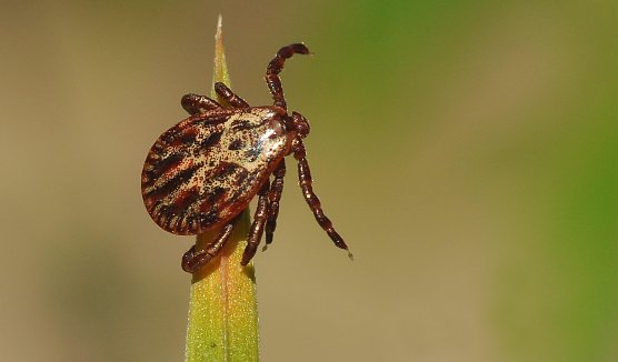Neben dem Hausbock finden sich als Klimawandelfolge zunehmend auch exotische Zeckenarten in Th&uuml;ringens W&auml;ldern, so etwa die Auwaldzecke (Foto: Andreas Knoll)