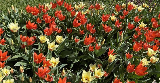 Blumenwiese im Arboretum Bad Langensalza (Foto: emw)