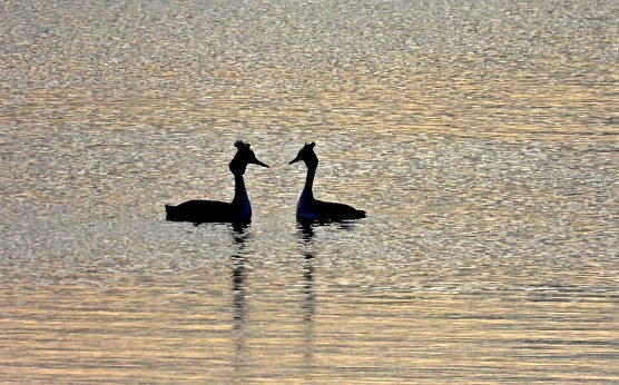 Abends am Stausee Kelbra (Foto: P.Blei)