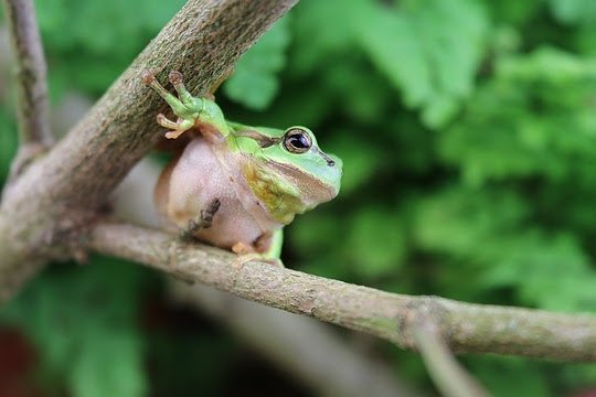 Wenn der Laubfrosch mit dem Quaken loslegt, wird es laut: Mit bis zu 90 Dezibel beeindruckt die kleine Amphibie in der Paarungszeit die Frosch-Weibchen. Das entspricht der Laust&auml;rke eines Kammerorchesters. (Foto: Aquazoo L&ouml;bbecke Museum)