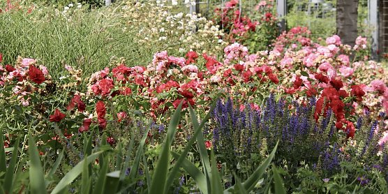 Archiv- Tag des Gartens im Juni (Foto: Eva Maria Wiegand)