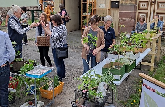 Pflanzentauschb&ouml;rse in Bad Frankenhausen (Foto: Zeidler/ Zimmer)