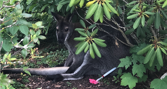 Der kleine Ausrei&szlig;er Skippy konnte sicher in den Affenwald zur&uuml;ckgebracht werden (Foto: S. Dietzel)