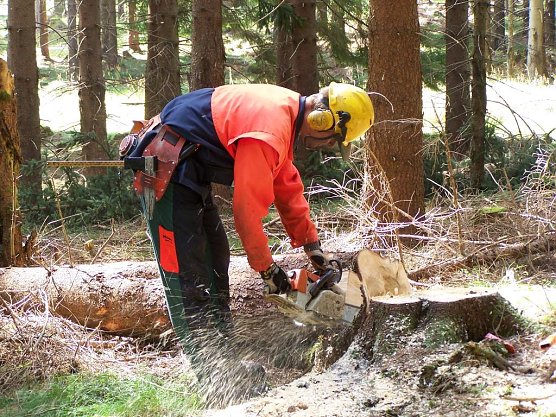Vom Borkenk&auml;fer befallene Fichten m&uuml;ssen aus Forstschutzgr&uuml;nden auch bei 32&deg; C gef&auml;llt, entastet und in Verkaufssortimente geschnitten werden. Derzeit ein hei&szlig;er Job.  (Foto: Th&uuml;ringenForst, Dr. Horst Spro&szlig;mann)