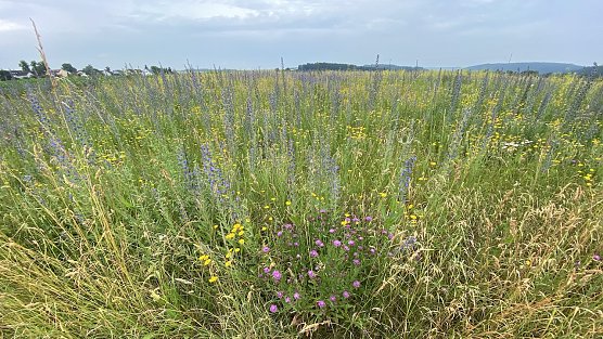 Warmes und trockenes Wetter bleibt erhalten (Foto: oas)