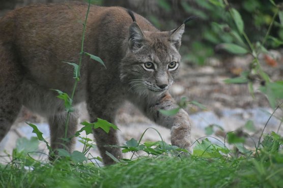 Der Luchs gehört zu den Neuzugängen im Park (Foto: Bärenpark Worbis) Der Luchs gehört zu den Neuzugängen im Park (Foto: Bärenpark Worbis)