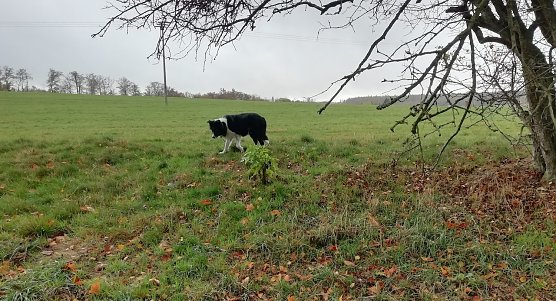 Windig bei 10 Grad war es heute Morgen in Sopgienhof (Foto: W.J&ouml;rgens)