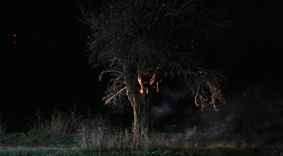 Brennender Baum bei Holzengel (Foto: S. Dietzel)