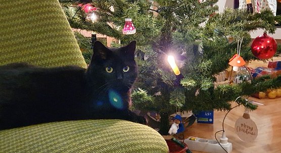 Mau am Weihnachtsbaum (Foto: Anja Schröter) Mau am Weihnachtsbaum (Foto: Anja Schröter)