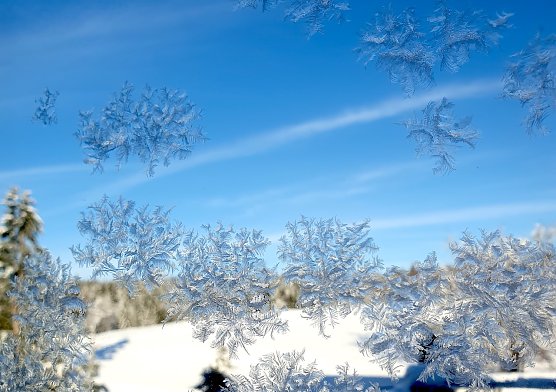 Eisblumen (Foto: Susanne Friedemann) Eisblumen (Foto: Susanne Friedemann)