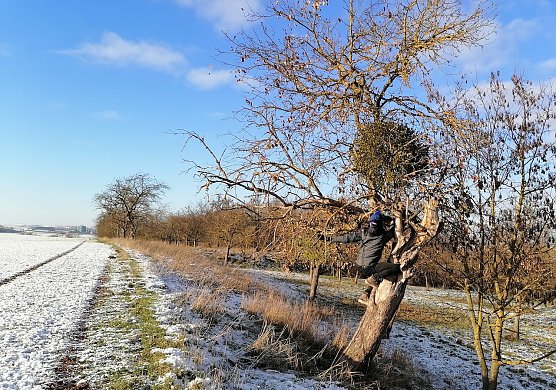 "Auf die Mistel, fertig, los!" (Foto: Diana Kupfer) "Auf die Mistel, fertig, los!" (Foto: Diana Kupfer)