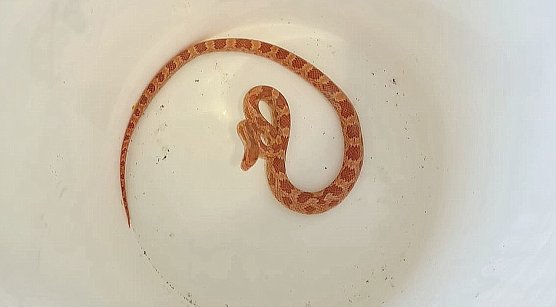 Aufgefundene nordamerikanische Kornnatter (Foto: S.Dietzel)