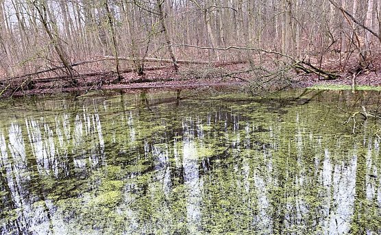 Kein Teich friert zu in diesem Januar (Foto: oas) Kein Teich friert zu in diesem Januar (Foto: oas)