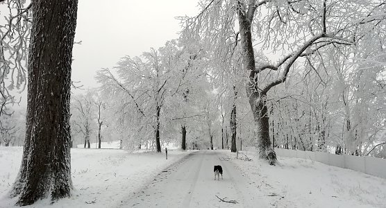 Im Harz liegt Schnee, in Sophienhof herrschen Temperaturen um den Gefrierpunkt bei leichtem Wind (Foto: W.J&ouml;rgens)
