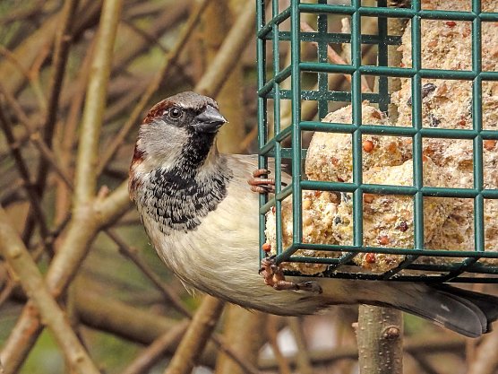 Der Haussperling zeigt sich auch im Winter (Foto: KAthy B&uuml;scher NABU Rinteln)