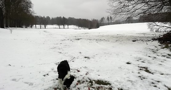 Plus 4 Grad, starker Wind und Schneeschmelze meldet der Harz (Foto: W.J&ouml;rgens)