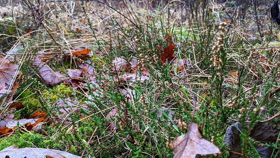 Flei&szlig;ige Helfer werden am Gr&uuml;nen Band gesucht (Foto: LPV)